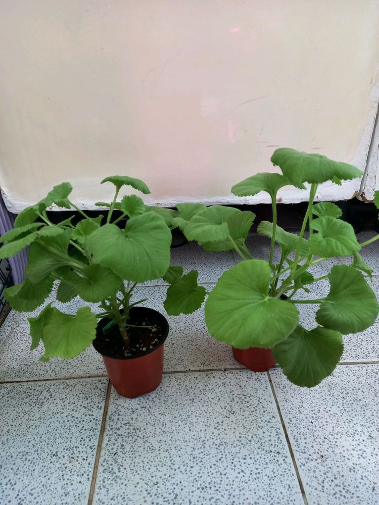 리갈제라늄 터키쉬커피 이미지