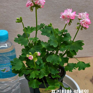 스텔라 제라늄 개별분양 이미지