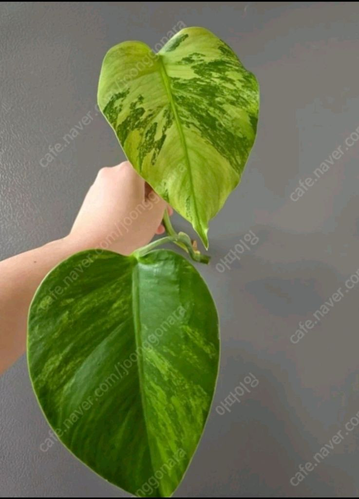 보르시지아나 민트 몬스테라 이미지