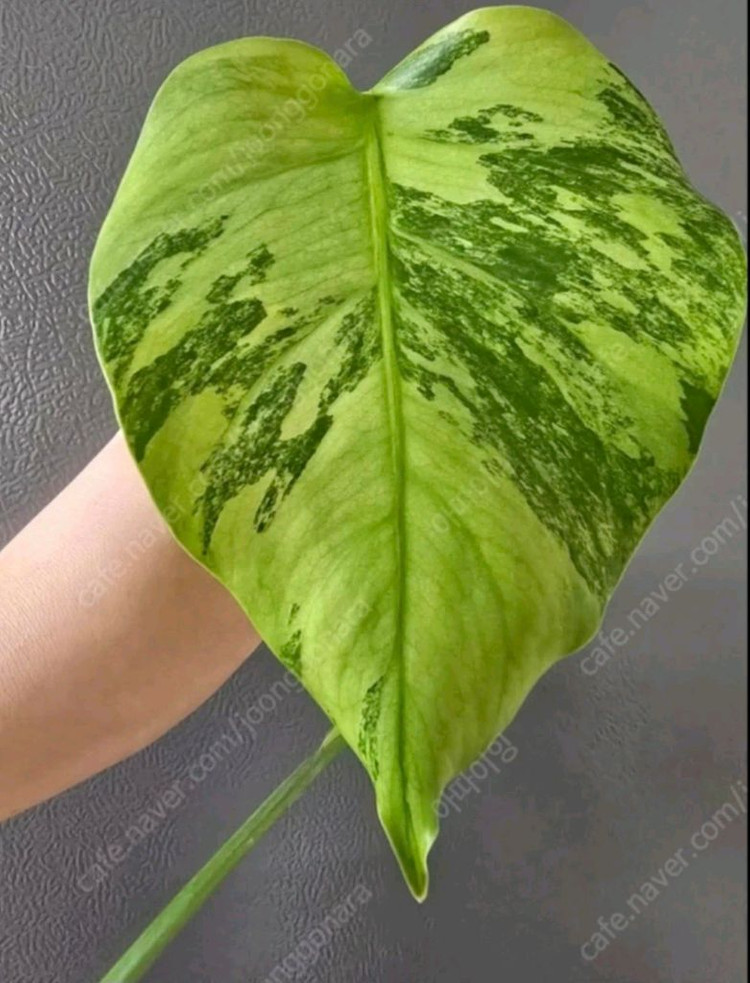 보르시지아나 민트 몬스테라 이미지