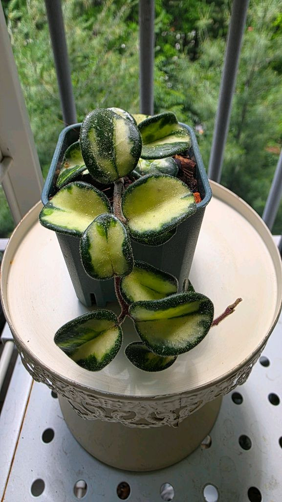 호야 마틸드 바리에가타 이미지