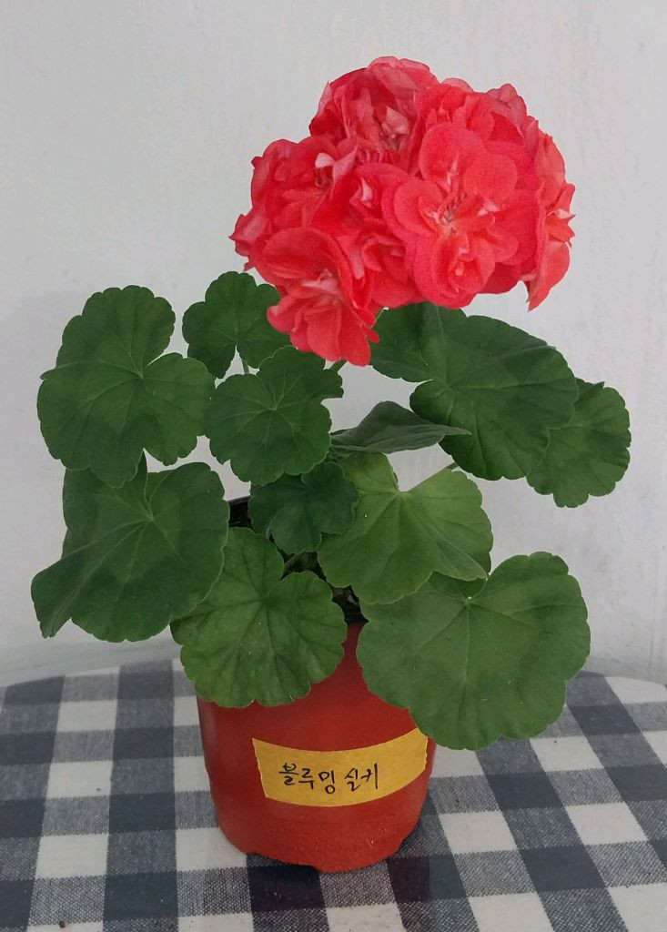 제라늄 개별분양 이미지
