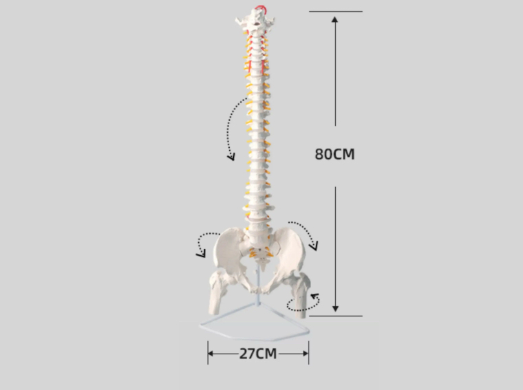 인체 척추 골반 모형 80cm 백색 동적 골격 교구 대퇴골 모형 세트 (거치대포함) 이미지