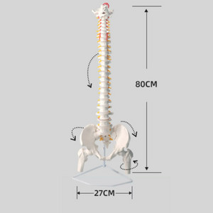 인체 척추 골반 모형 80cm 백색 동적 골격 교구 대퇴골 모형 세트 (거치대포함) 이미지