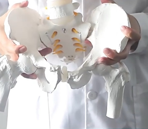 인체 척추 골반 모형 80cm 백색 동적 골격 교구 대퇴골 모형 세트 (거치대포함) 이미지
