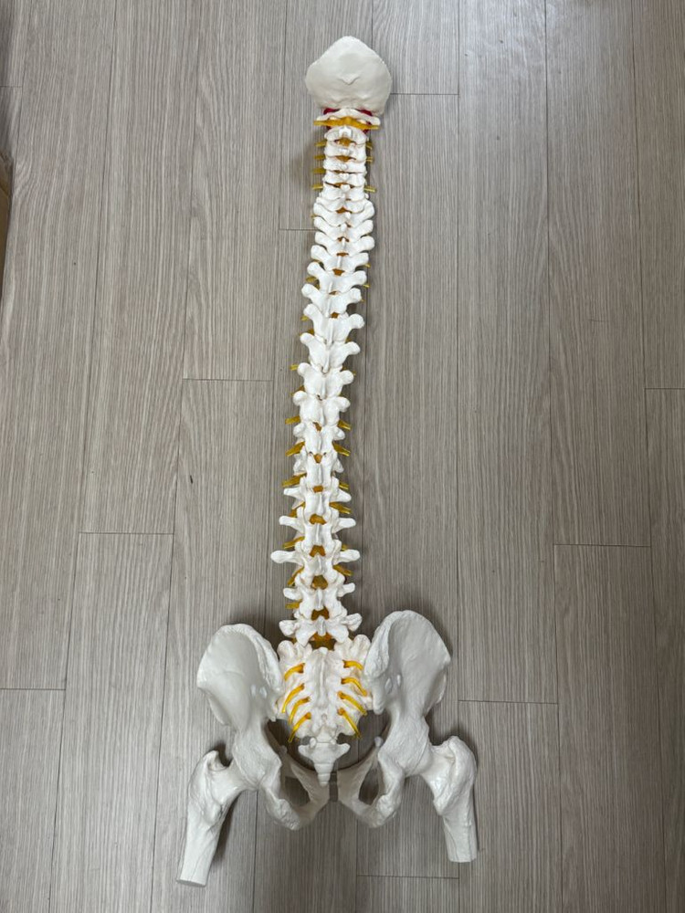 인체 척추 골반 모형 80cm 백색 동적 골격 교구 대퇴골 모형 세트 (거치대포함) 이미지