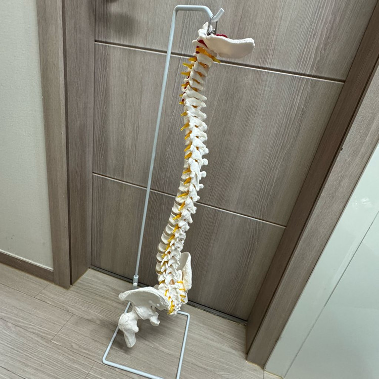 인체 척추 골반 모형 80cm 백색 동적 골격 교구 대퇴골 모형 세트 (거치대포함) 이미지