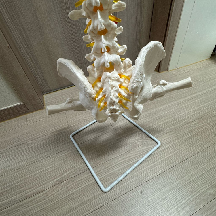 인체 척추 골반 모형 80cm 백색 동적 골격 교구 대퇴골 모형 세트 (거치대포함) 이미지
