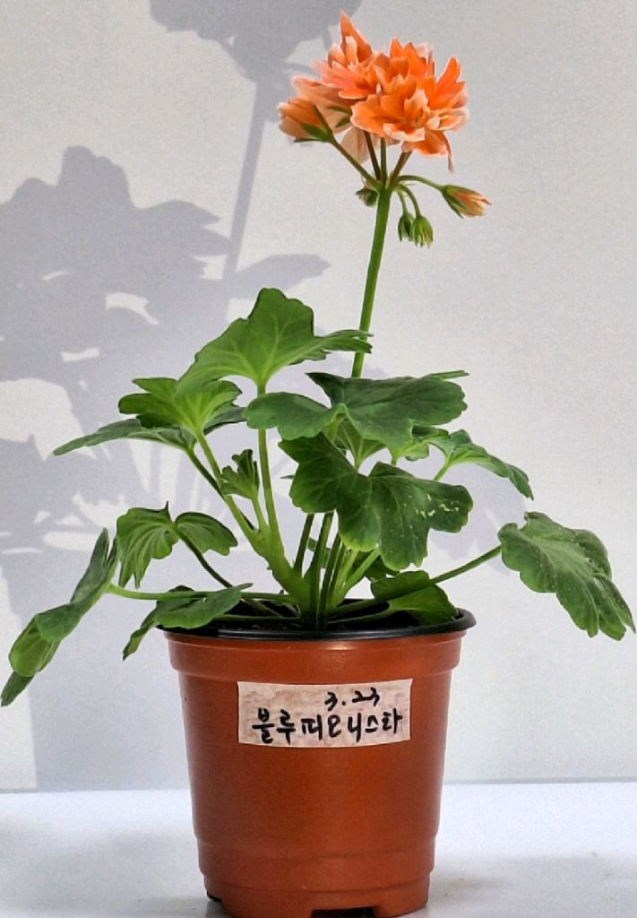 제라늄 블루피오니스타 이미지