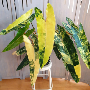 2억 빌리 나도가자!!! #조배X #탑14장 #잎65cm #초대품 :: 빌리에티에 바리에가타 이미지