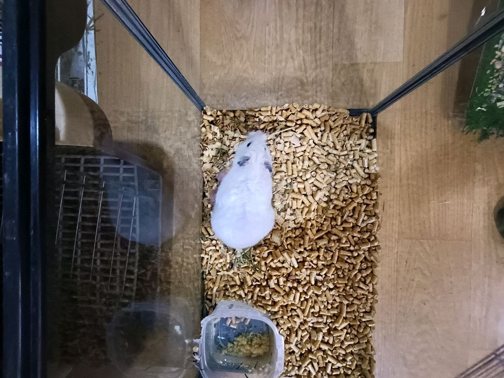 햄스터 성체 암컷, 새끼 9마리 입양 하실 분. 이미지