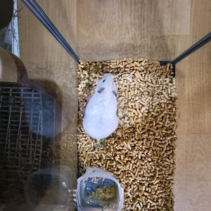 햄스터 성체 암컷, 새끼 9마리 입양 하실 분. 이미지