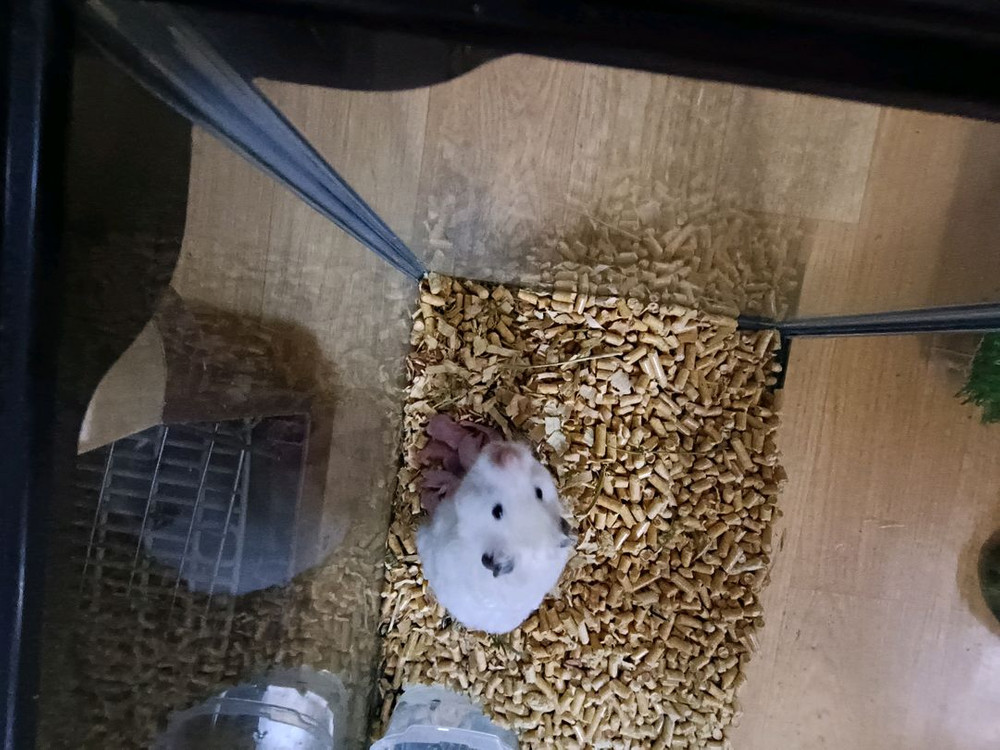 햄스터 성체 암컷, 새끼 9마리 입양 하실 분. 이미지