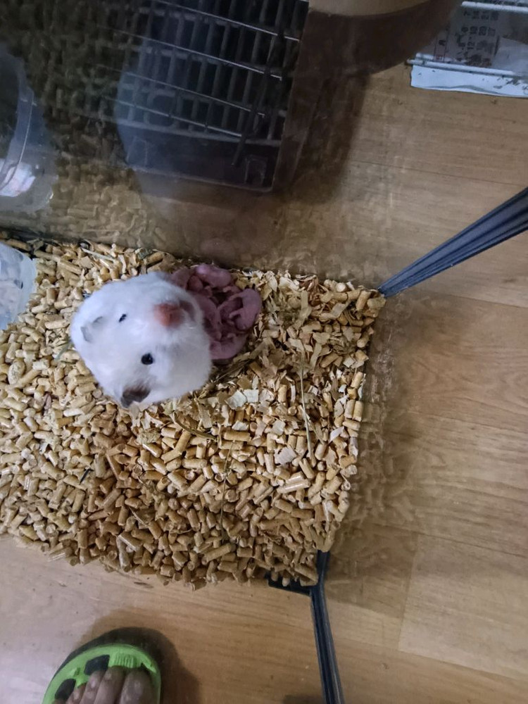 햄스터 성체 암컷, 새끼 9마리 입양 하실 분. 이미지