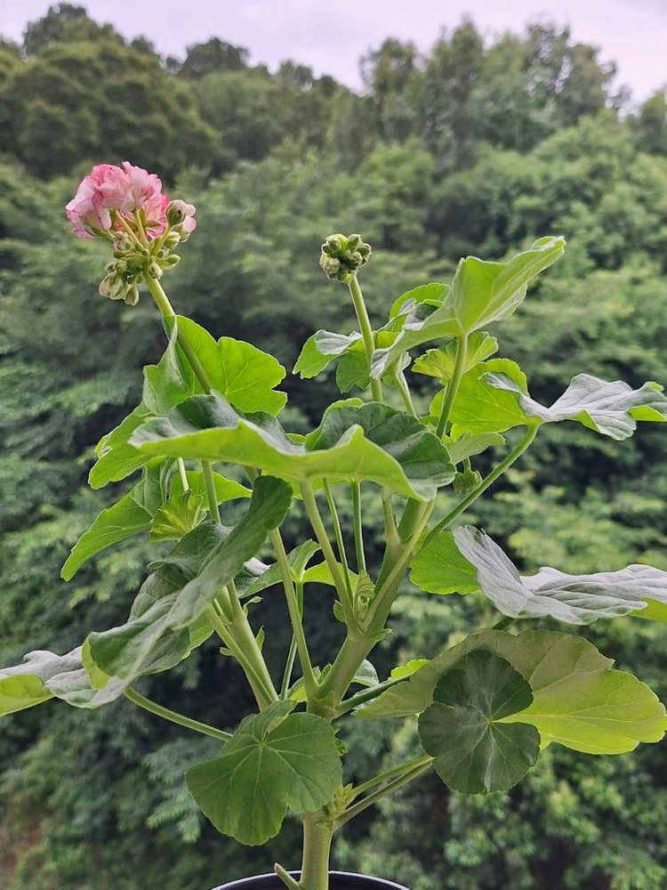 제라늄 딸기향바람 대품 이미지