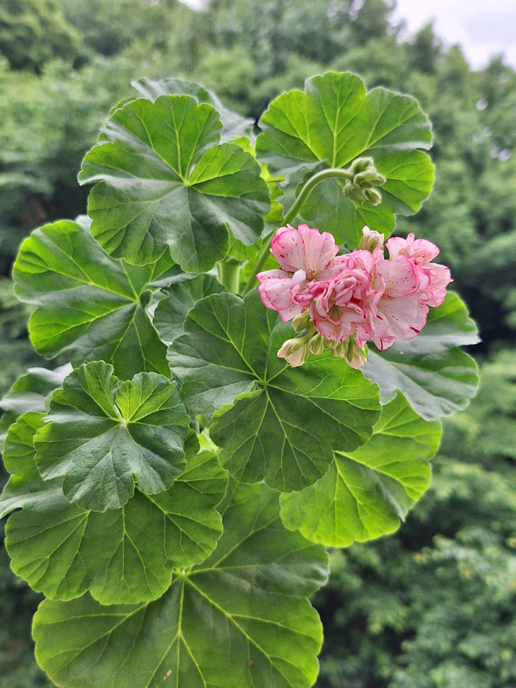 제라늄 딸기향바람 대품 이미지