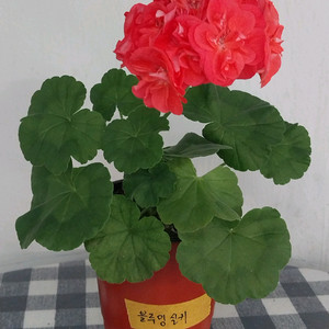 제라늄 2종 세트분양 이미지
