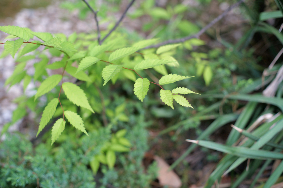슈퍼타쿠마 SMC 50mm f1.4 M42마운트 올드수동렌즈 이미지