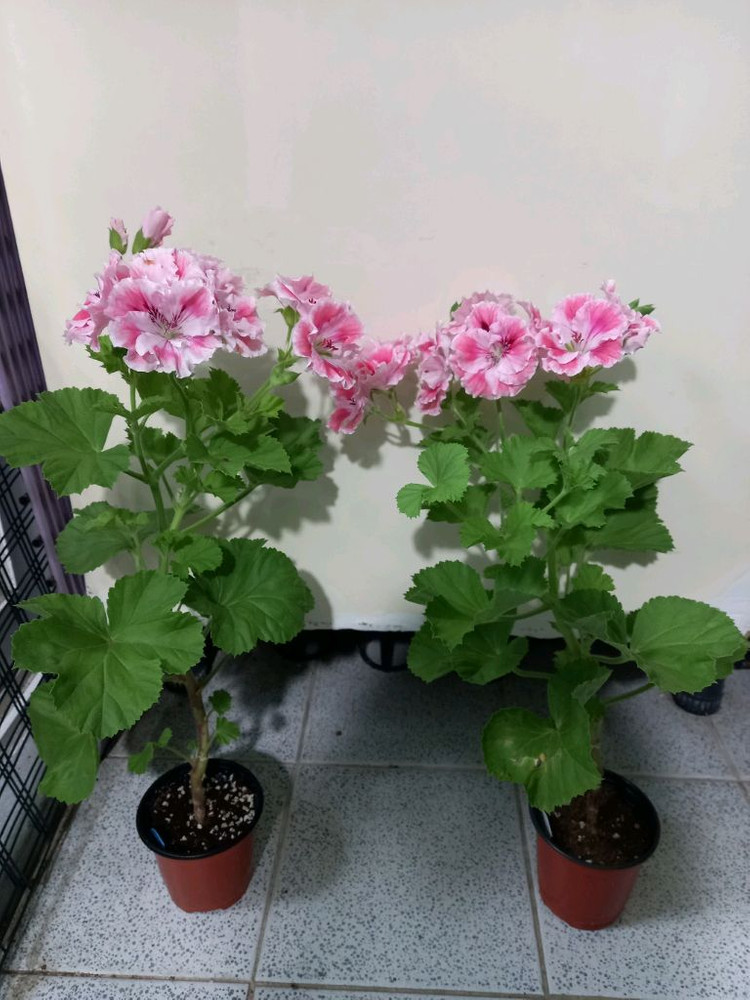 리갈제라늄 로지몬 이미지