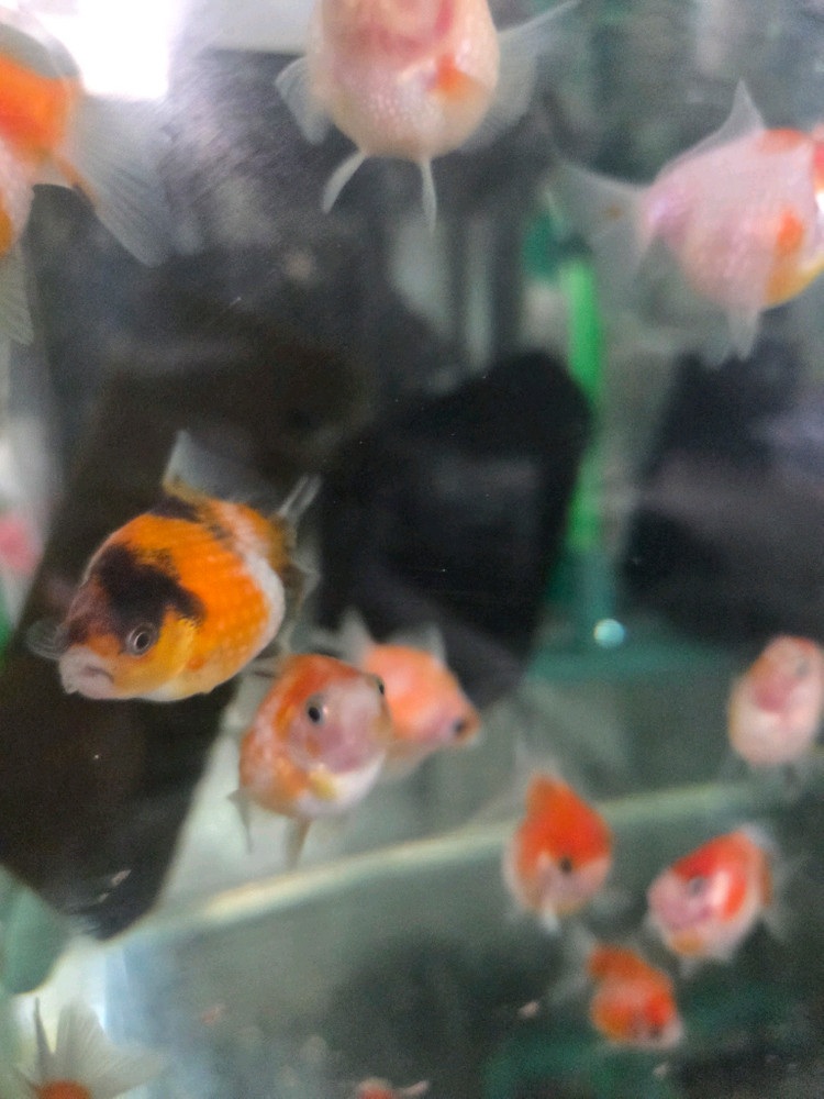 30큐브 여러개 이미지