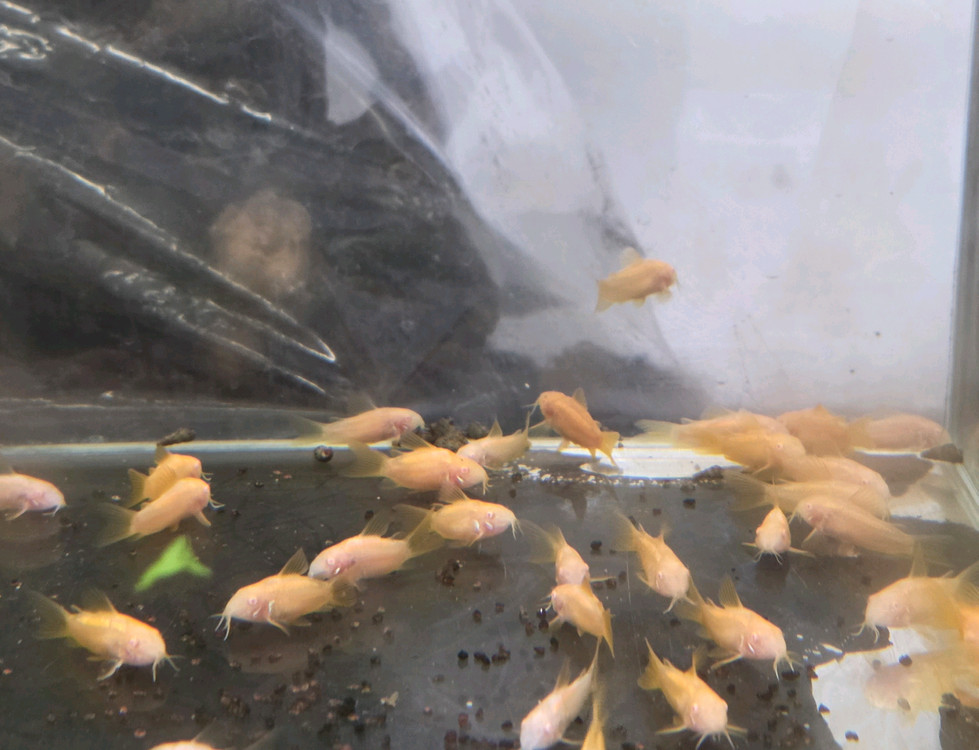 30큐브 여러개 이미지