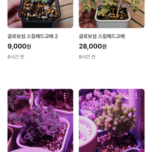 글로보섬 일괄(6개)+원보 이미지