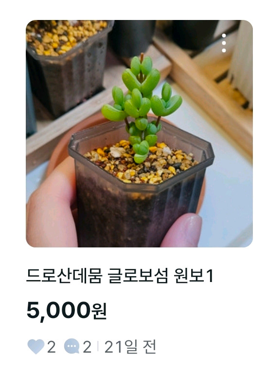 글로보섬 일괄(6개)+원보 이미지