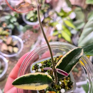호야 리프리즘산반 이미지