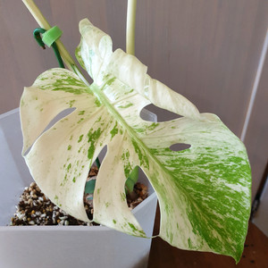 #조배X #잎3장 #새잎18cm #일본개체 #몬스테라 델리시오사 화이트몬스터 이미지