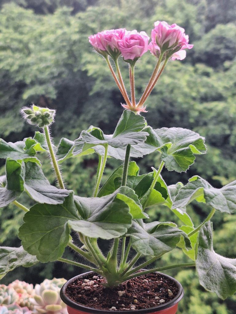 제라늄 메를레종2 이미지