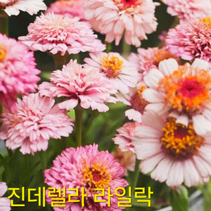 백일홍모종 진데렐라라일락(제라늄x) 이미지