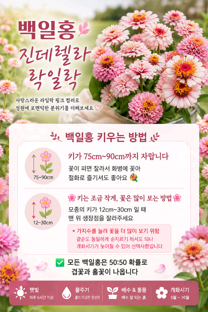 백일홍모종 진데렐라라일락(제라늄x) 이미지