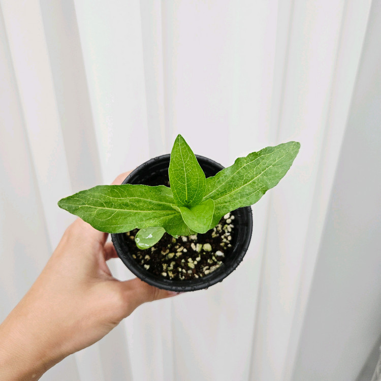 백일홍모종 진데렐라라일락(제라늄x) 이미지