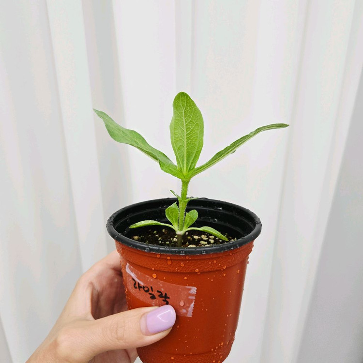 백일홍모종 진데렐라라일락(제라늄x) 이미지