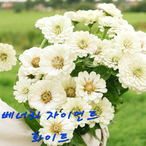 백일홍모종 베너리 자이언트화이트(제라늄x) 이미지