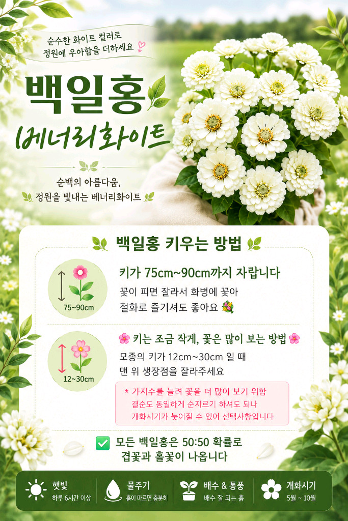 백일홍모종 베너리 자이언트화이트(제라늄x) 이미지