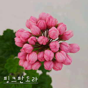 핑크판도라 제라늄 이미지