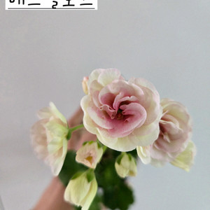 매드펄로즈 제라늄 이미지