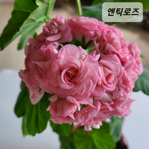 엔틱로즈 제라늄 이미지