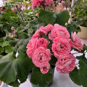제라늄, TS 아프로디테, 20cm 화분 이미지