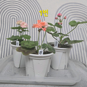 제라늄 3종(k고전 위주) 이미지