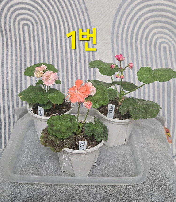 제라늄 3종(k고전 위주) 이미지