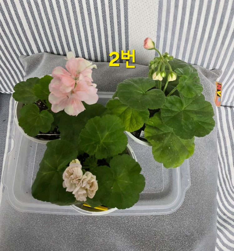 제라늄 3종(k고전 위주) 이미지