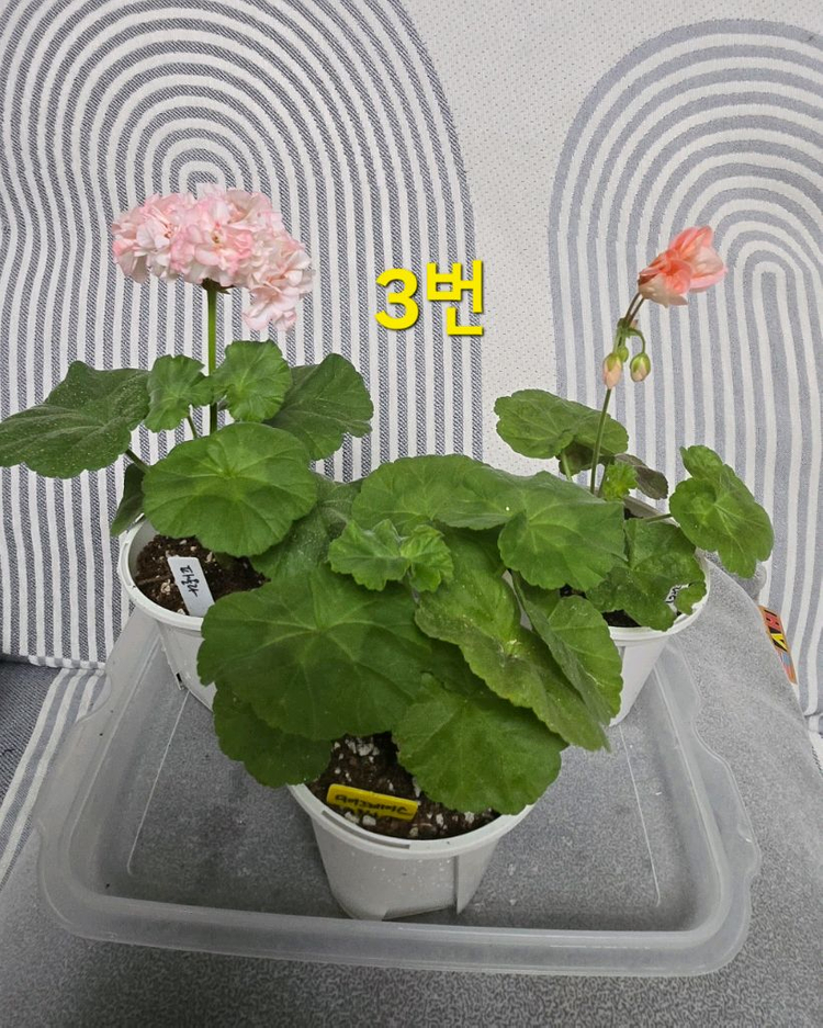 제라늄 3종(k고전 위주) 이미지