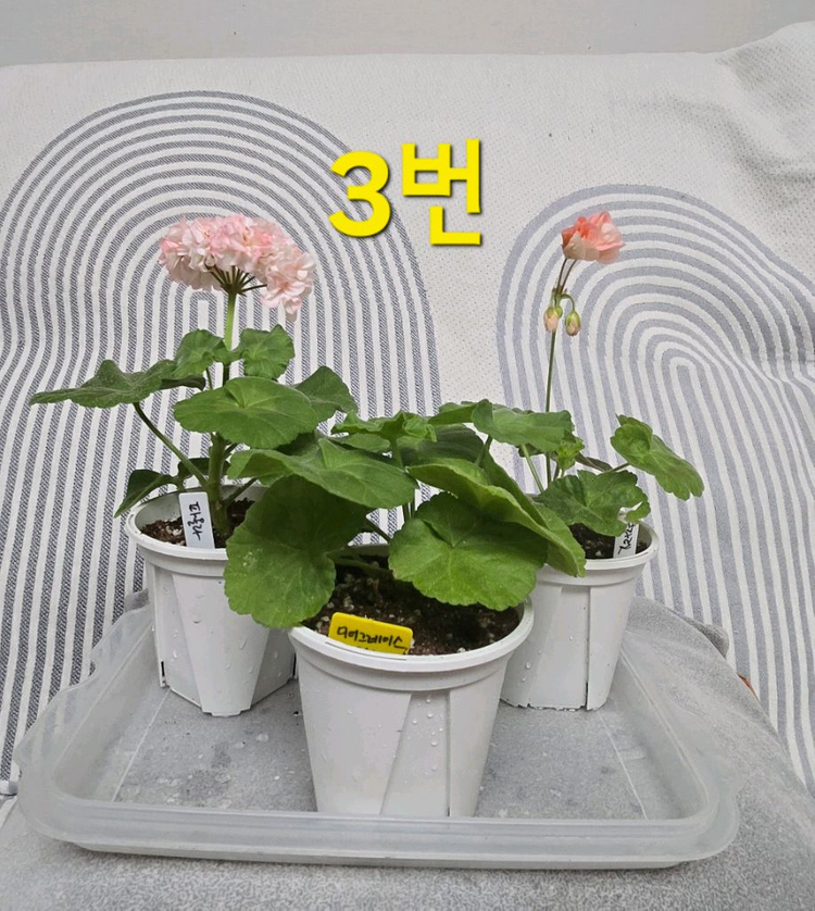 제라늄 3종(k고전 위주) 이미지