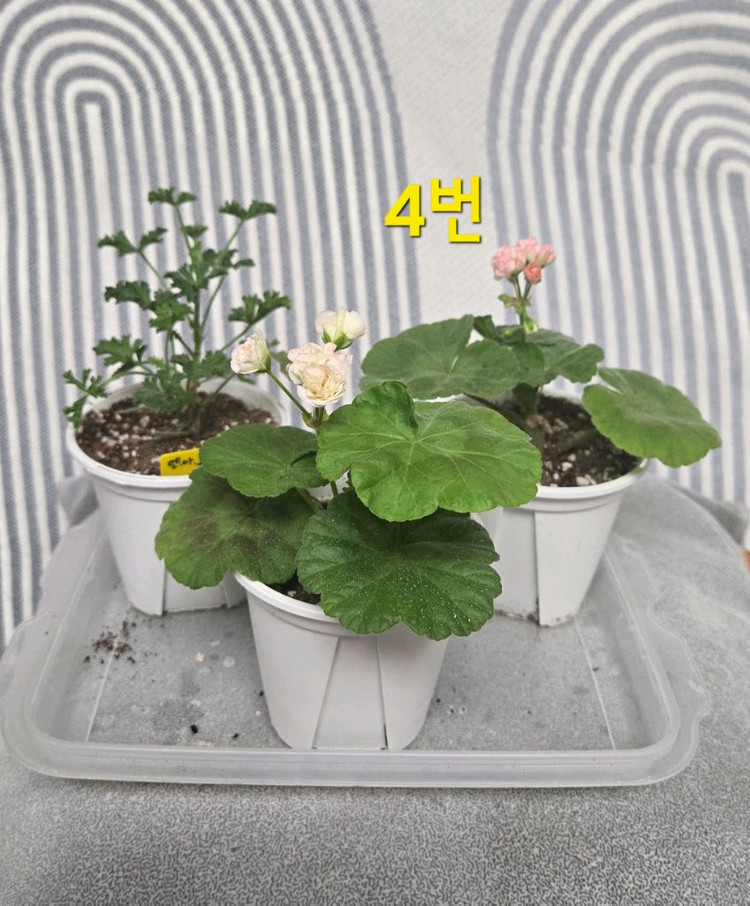 제라늄 3종(k고전 위주) 이미지