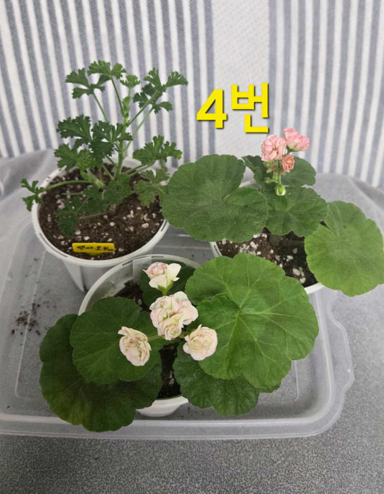 제라늄 3종(k고전 위주) 이미지