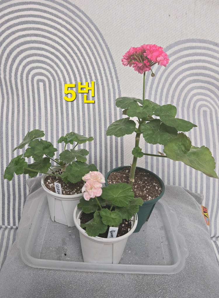 제라늄 3종(k고전 위주) 이미지