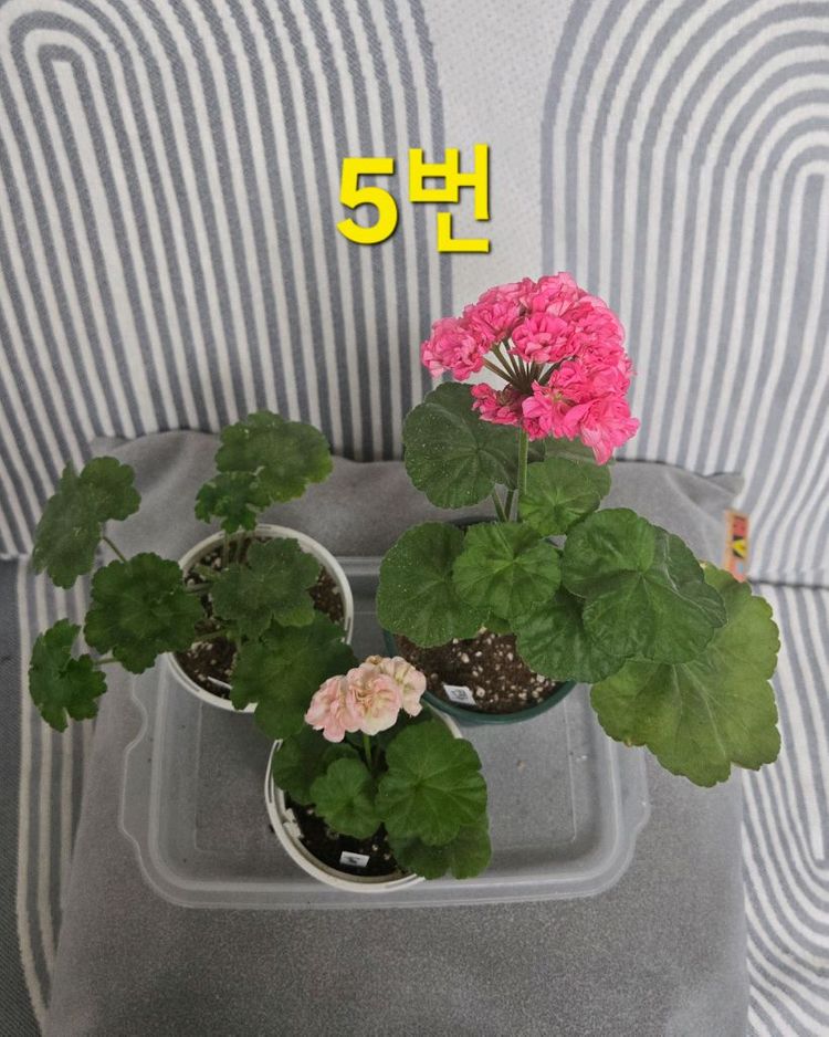 제라늄 3종(k고전 위주) 이미지