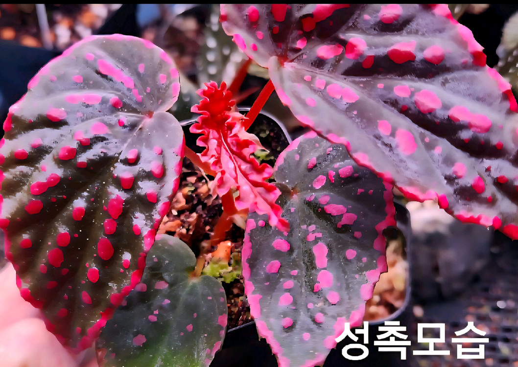베고니아2종/DS핑크팬더&퓨리아 이미지
